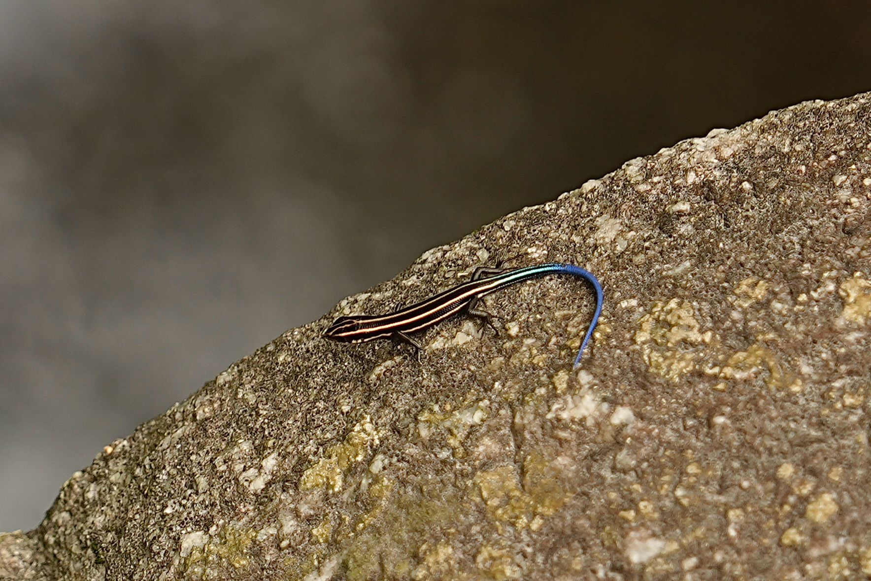 Japanese Skink.jpg